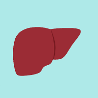 liver